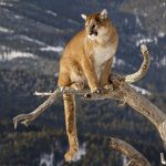 Full HD Cougar Wallpapers And Images