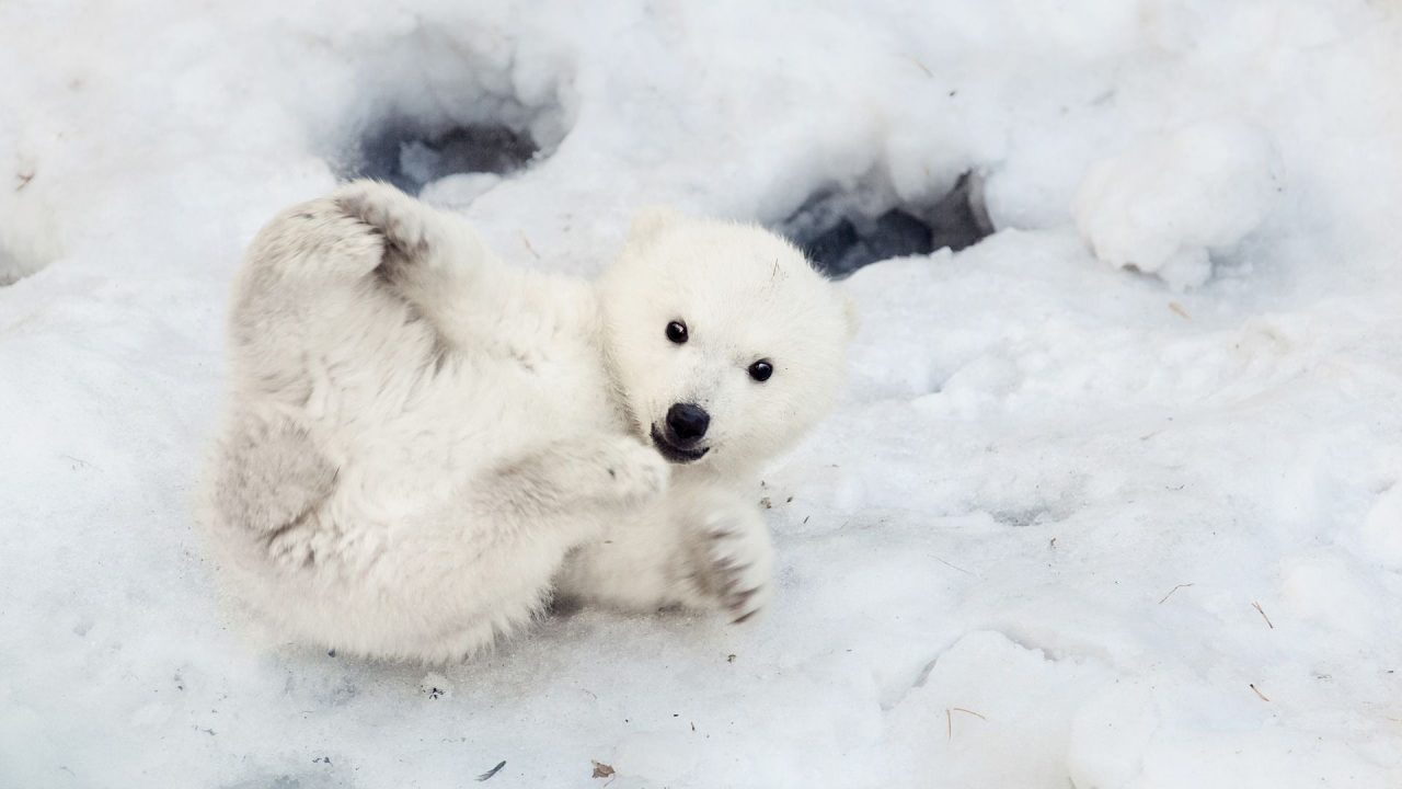 Cub Polar Bear Beautiful Pics - 1080p Full HD Wallpaper