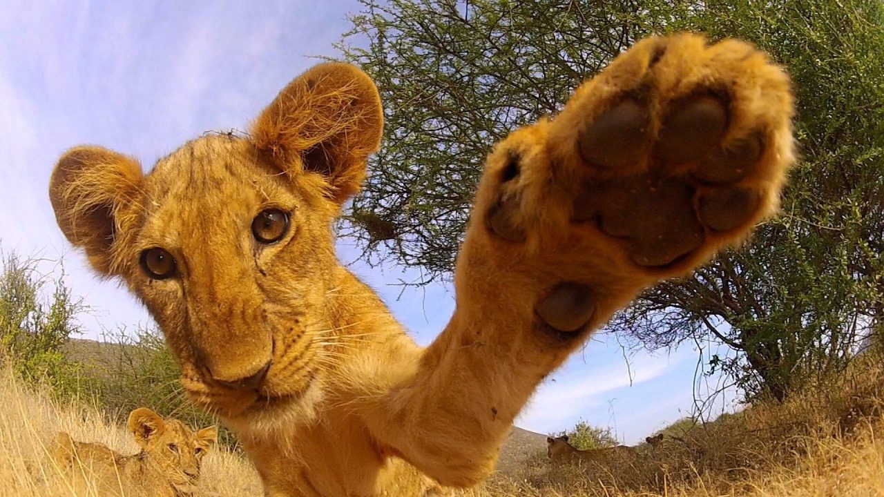 Cub Lion Close Up Face Photoshoot - 1080p Full HD Wallpaper