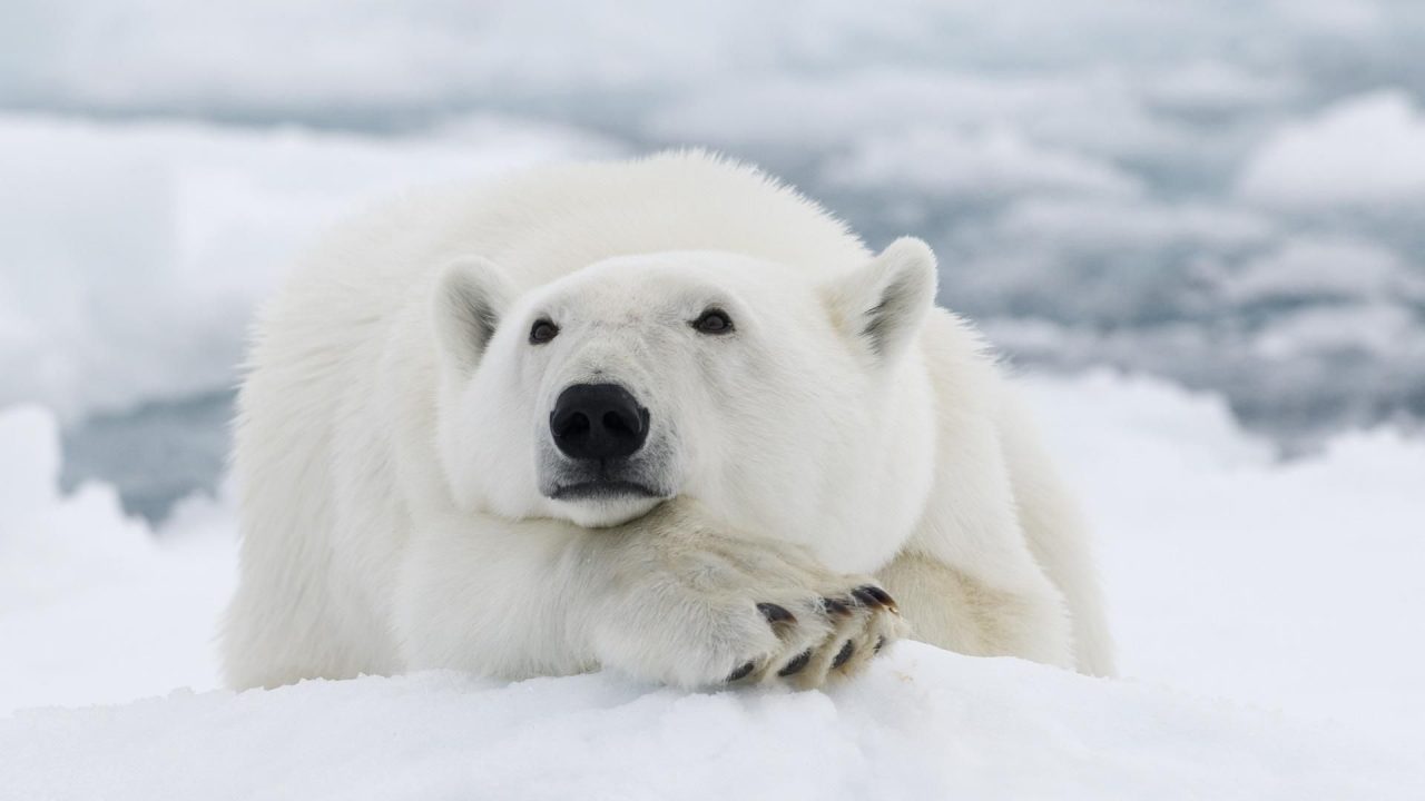 Cute Polar Bear HD Wallpapers - 1080p Full HD Wallpaper