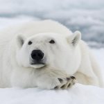 Polar Bear Full HD Photos And Wallpapers
