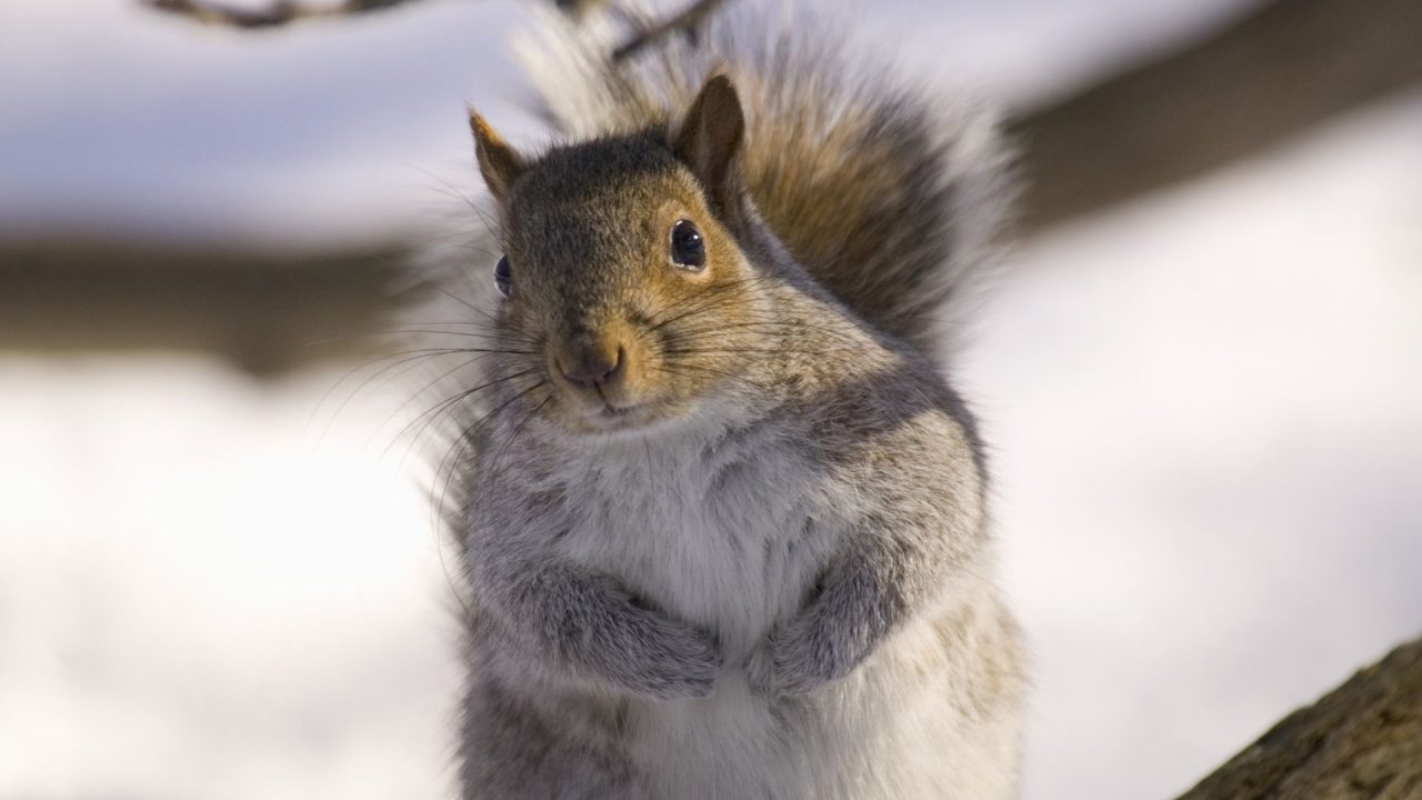 Cute Squirrel HD Wallpapers - 1080p Full HD Wallpaper