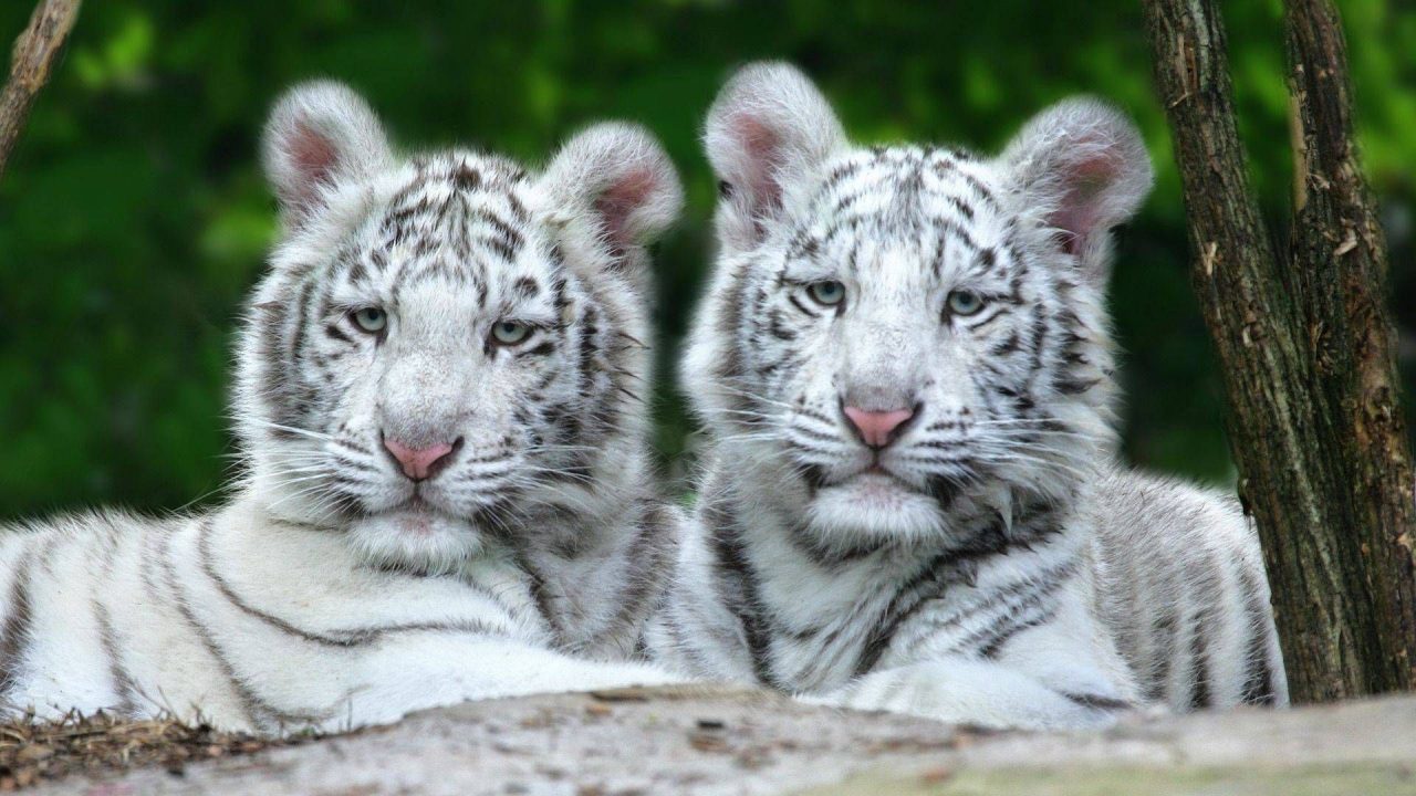 Cute Cub Tigers HD Wallpapers - 1080p Full HD Wallpaper