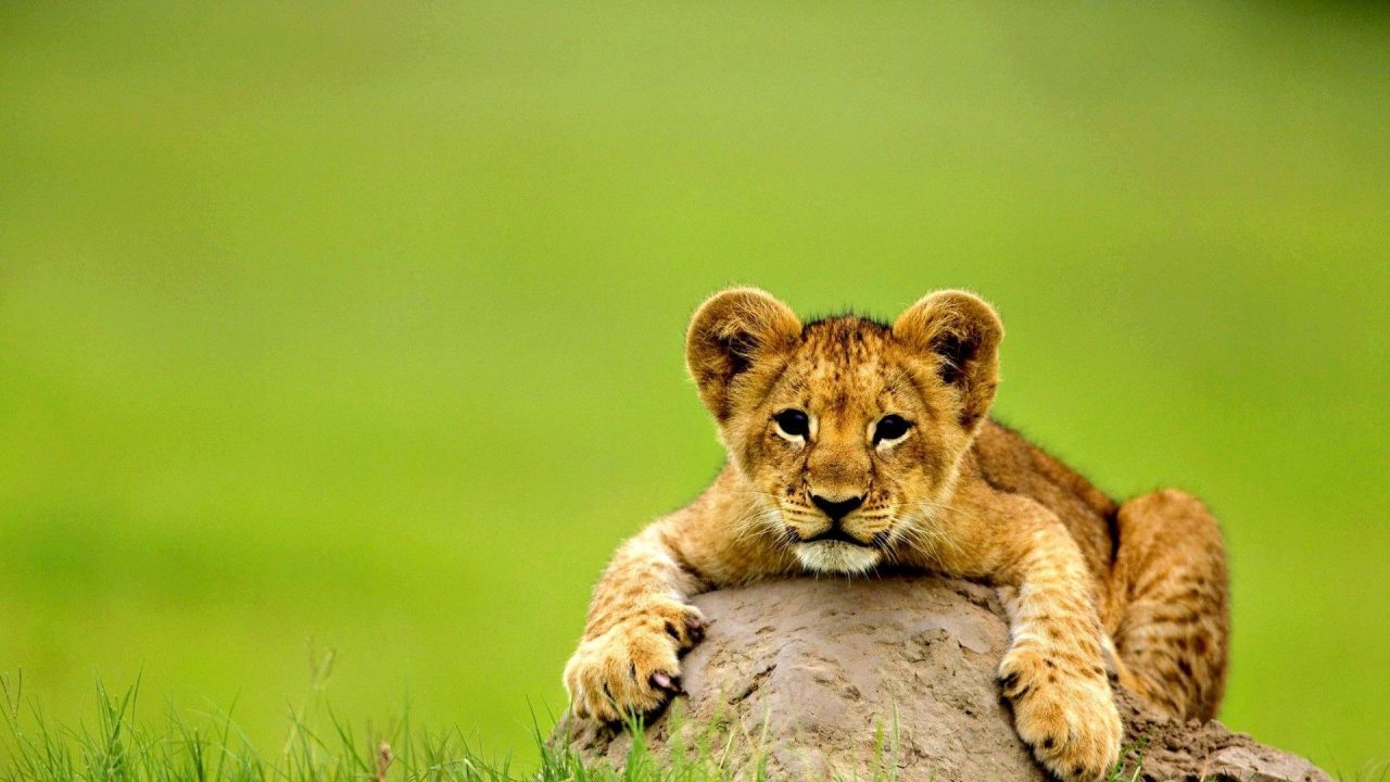 Cute Cub Lion HD Wallpapers - 1080p Full HD Wallpaper