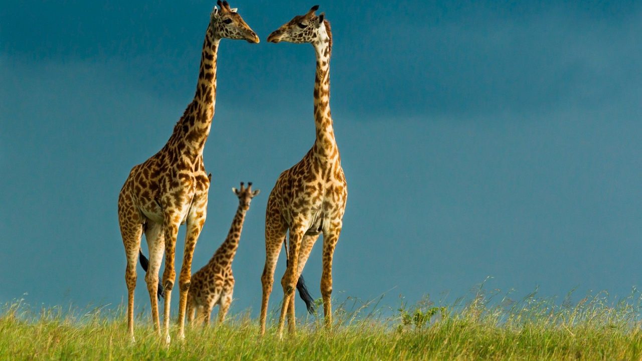 Cute Family Giraffe HD Wallpapers - 1080p Full HD Wallpaper