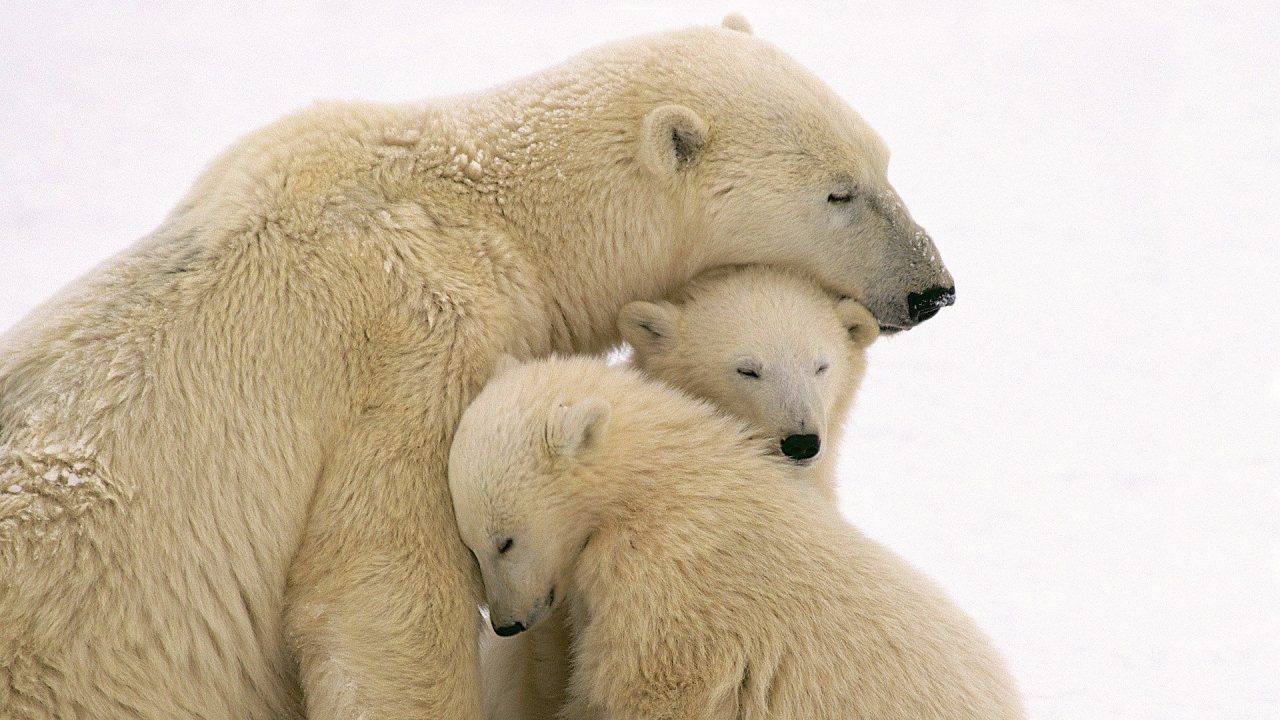 Cute Family Pictures Of Polar Bear - 1080p Full HD Wallpaper