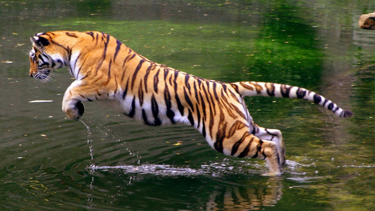 Jumping Tiger HD Wallpapers - 1080p Full HD Wallpaper