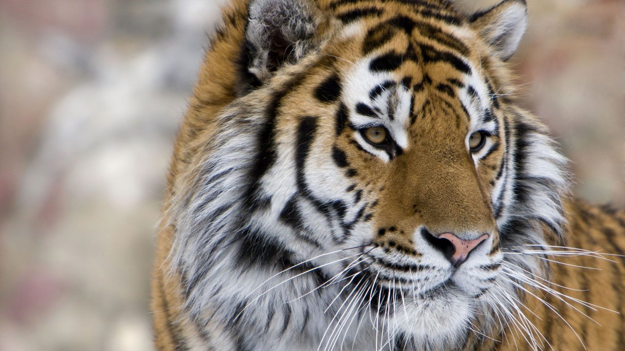 Latest Pics Of Tiger - 1080p Full HD Wallpaper