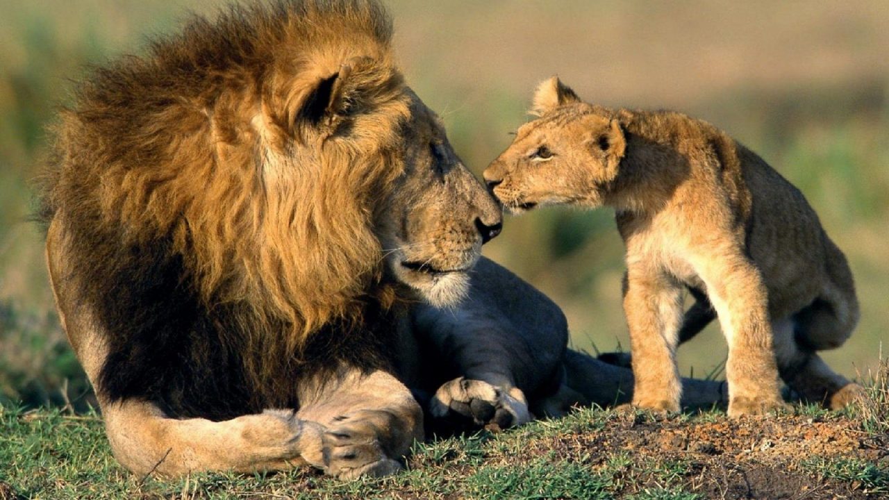 Lion And Cub Lion Cute HD Wallpapers - 1080p Full HD Wallpaper