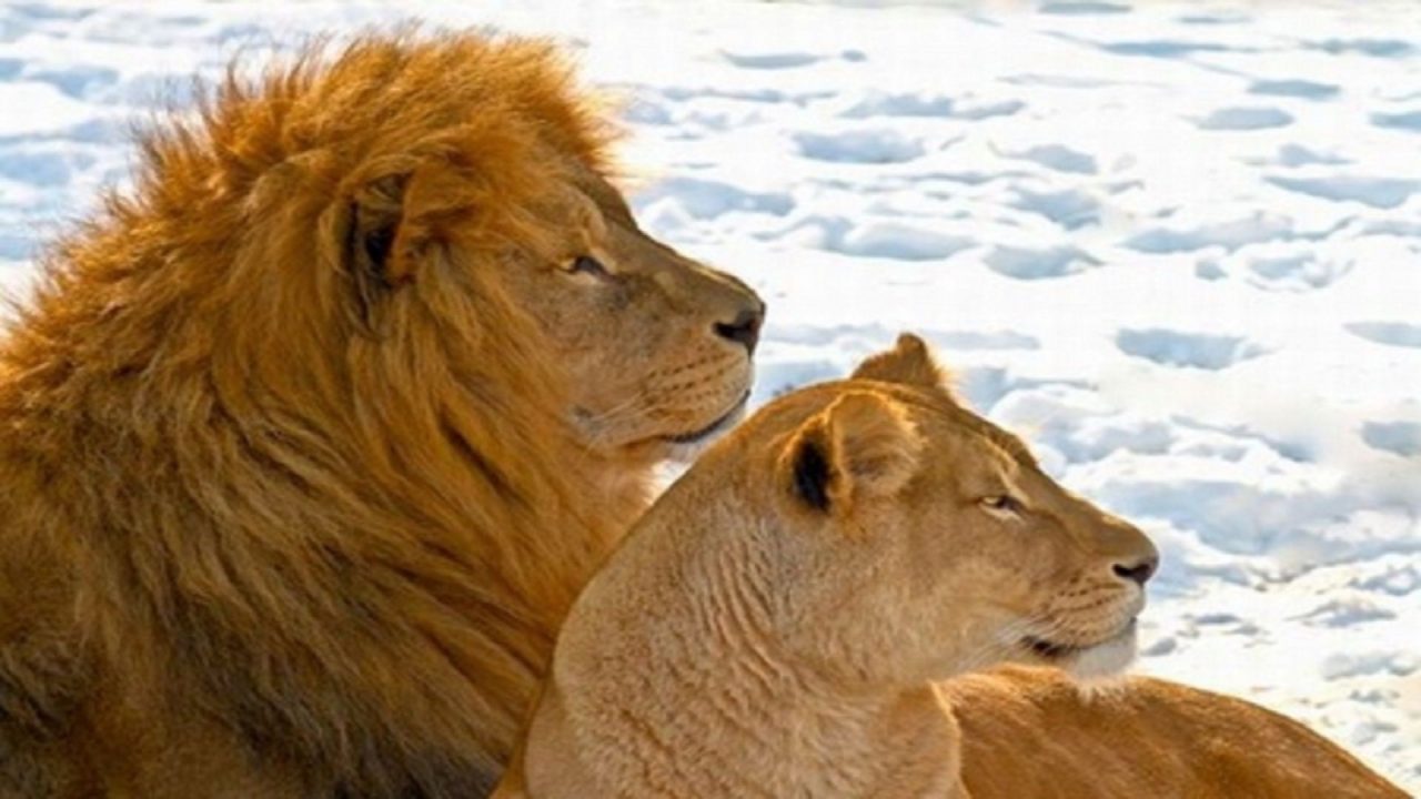 Lion Couples HD Wallpapers - 1080p Full HD Wallpaper