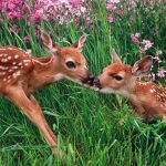 Deer Best Full HD Photos And Wallpapers