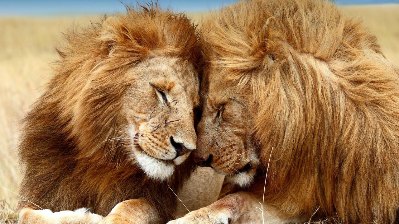 Lovely HD Wallpapers Of Lions - 1080p Full HD Wallpaper