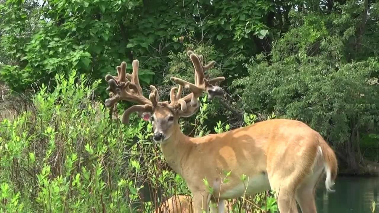 Natural Deer Photoshoot - 1080p Full HD Wallpaper