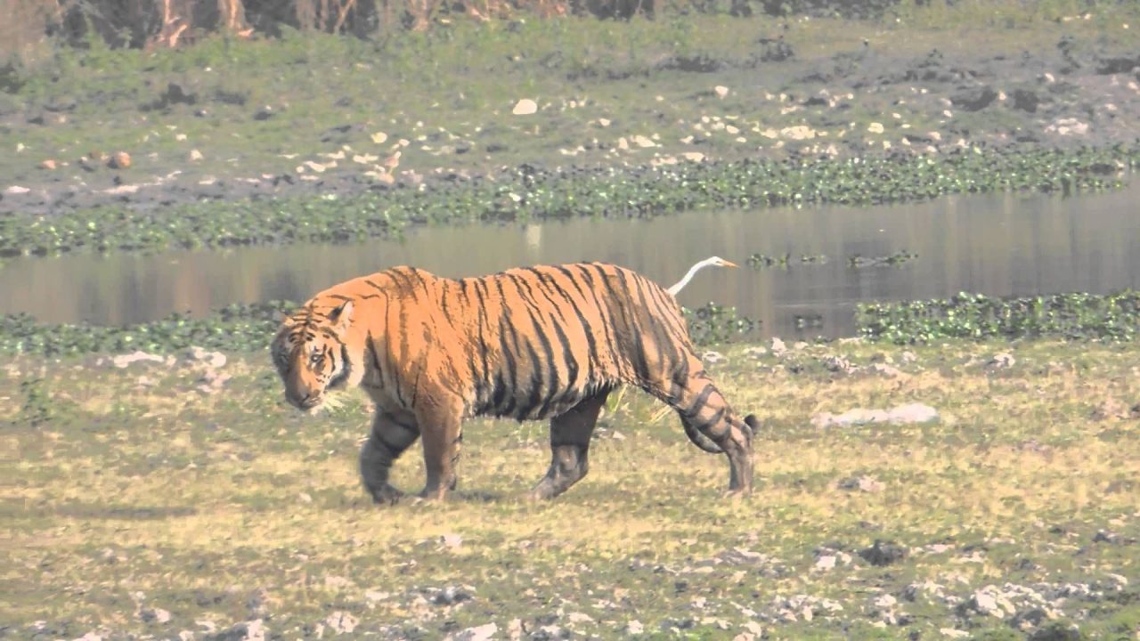 Natural HD Wallpapers Of Tiger - 1080p Full HD Wallpaper
