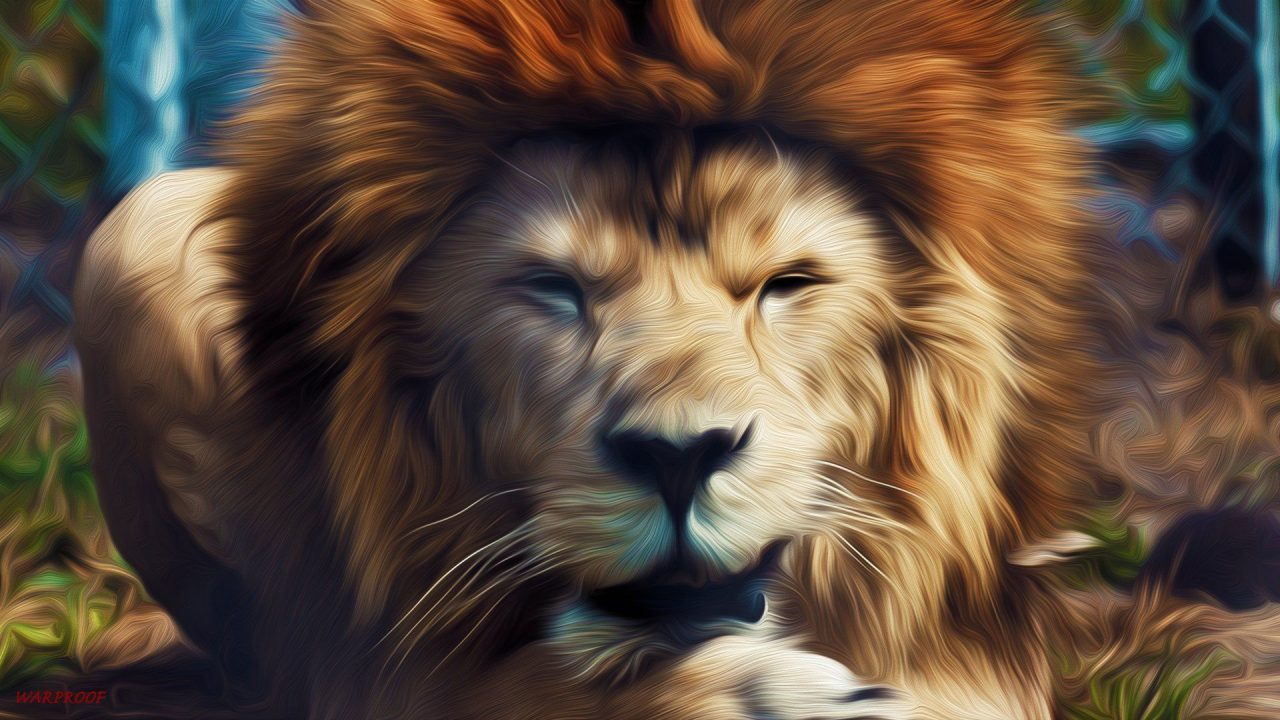 Nice HD Wallpapers Of Lions - 1080p Full HD Wallpaper
