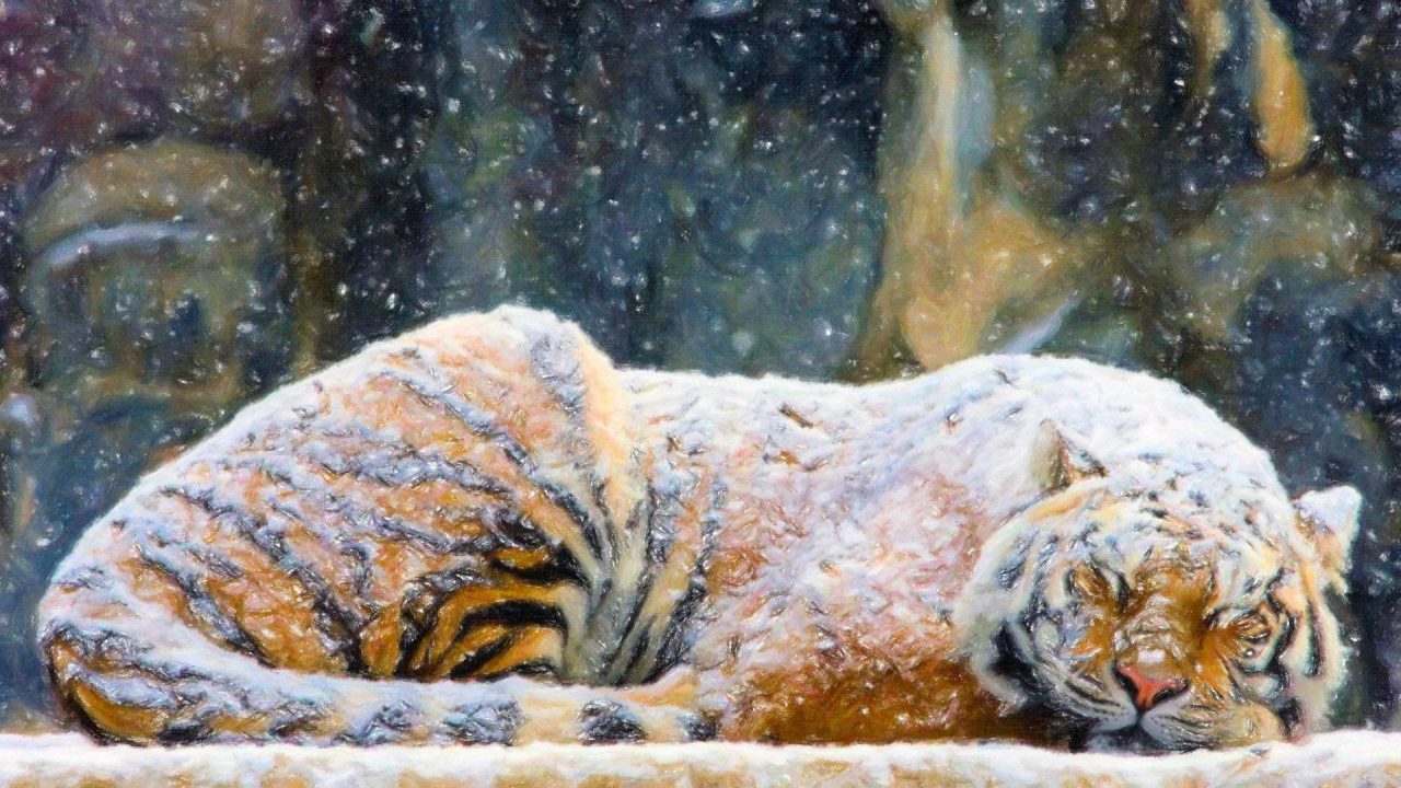 Nice HD Wallpapers Of Tiger - 1080p Full HD Wallpaper