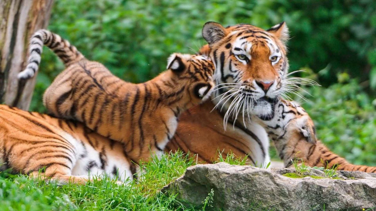 Pictures Of Baby Tigers And Tiger HD Wallpapers - 1080p Full HD Wallpaper