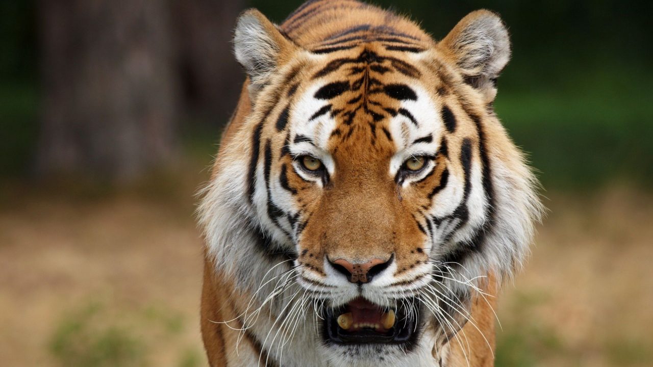 Pictures Of Tigers HD Wallpapers - 1080p Full HD Wallpaper