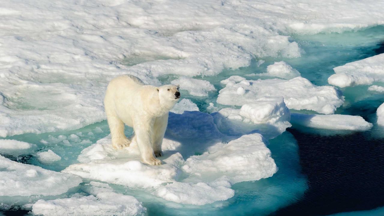 Polar Bear HD Wallpapers - 1080p Full HD Wallpaper