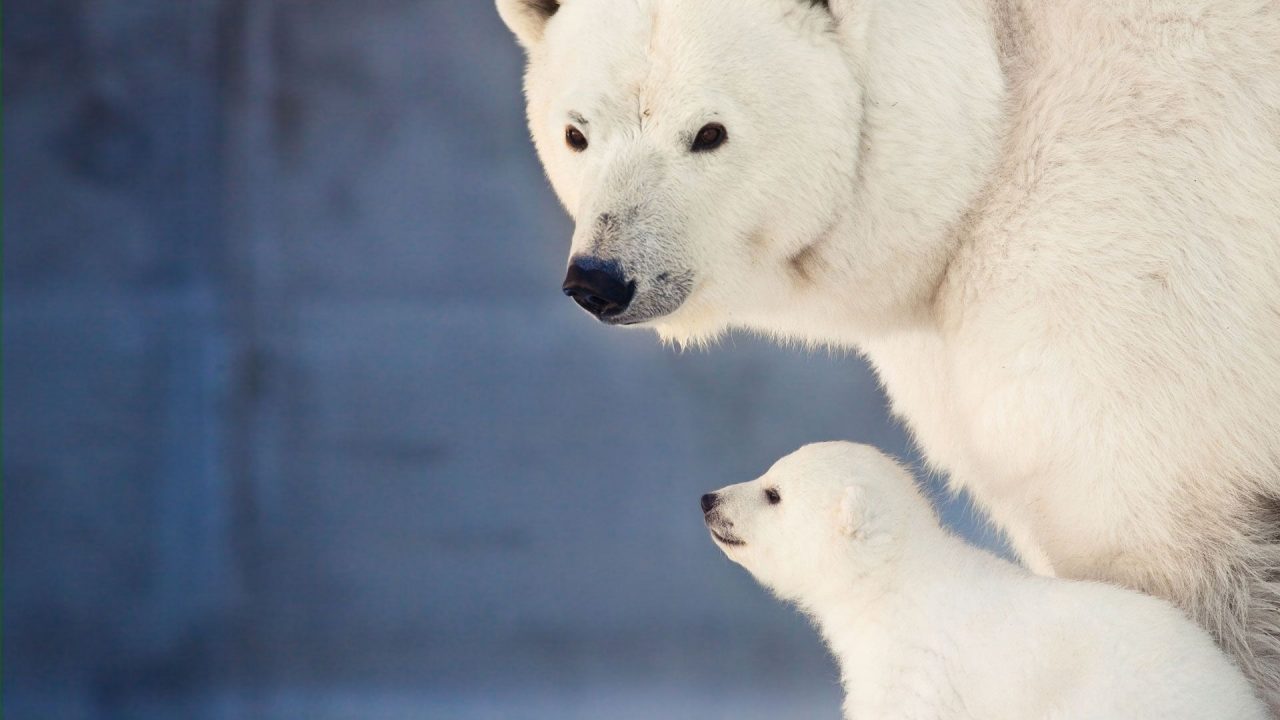 Polar Bear With Cub Polar Bear HD Wallpapers - 1080p Full HD Wallpaper