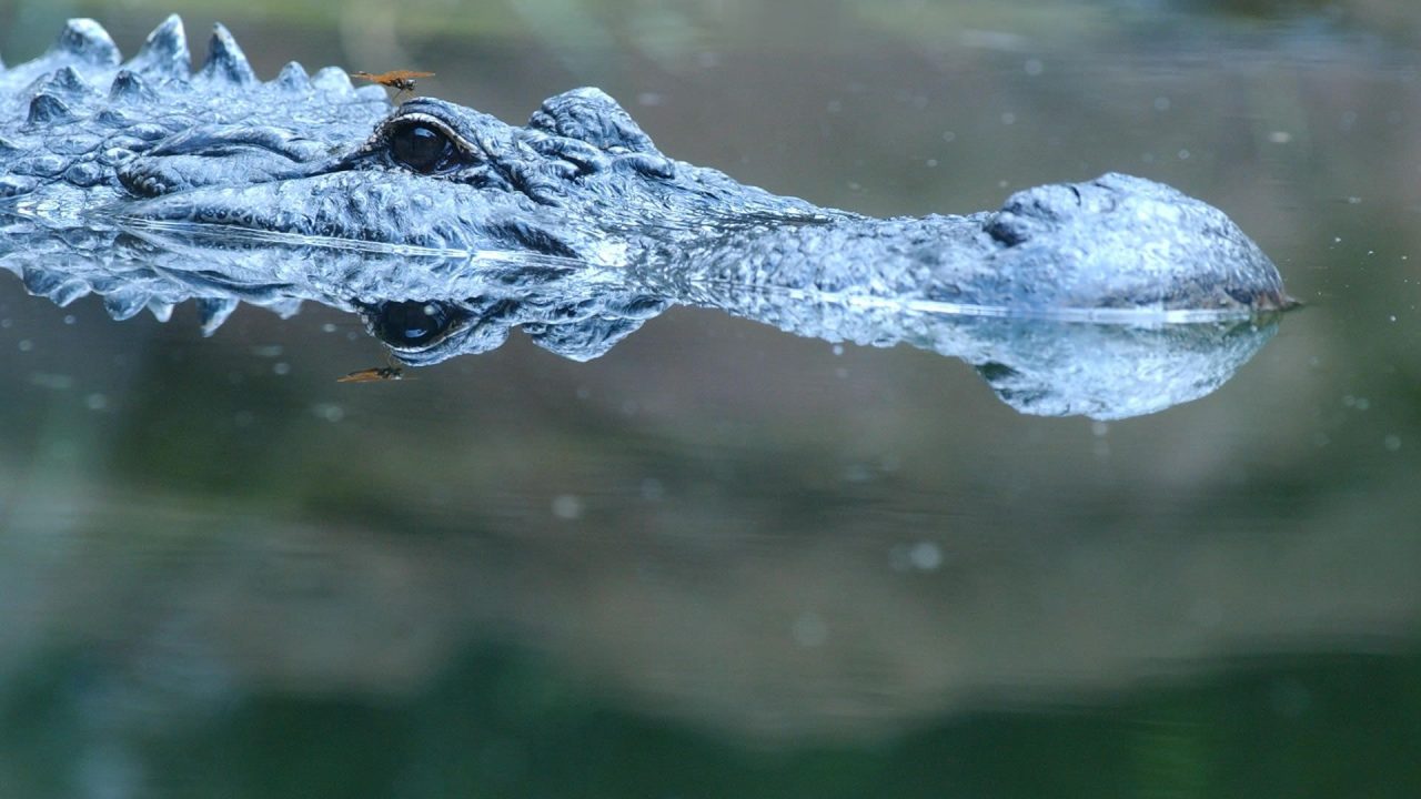 Rare HD Wallpapers Of Crocodile - 1080p Full HD Wallpaper