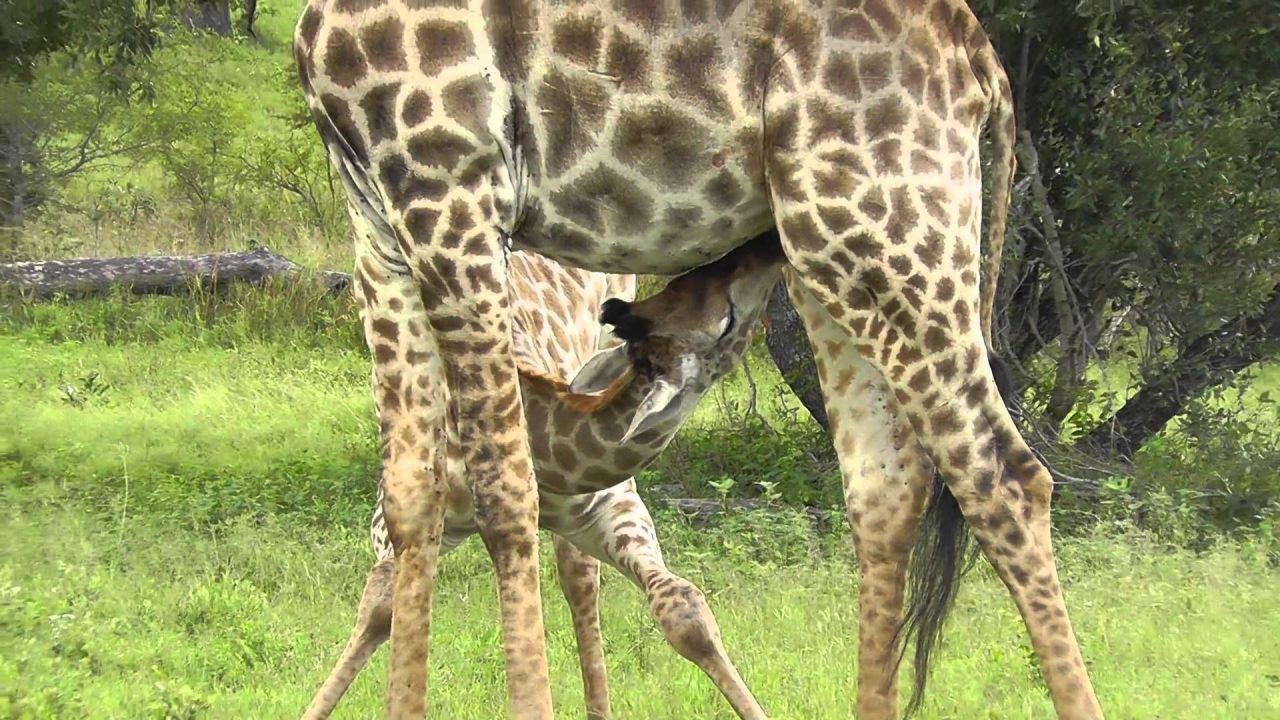 Rare Photoshoot Of Giraffe - 1080p Full HD Wallpaper