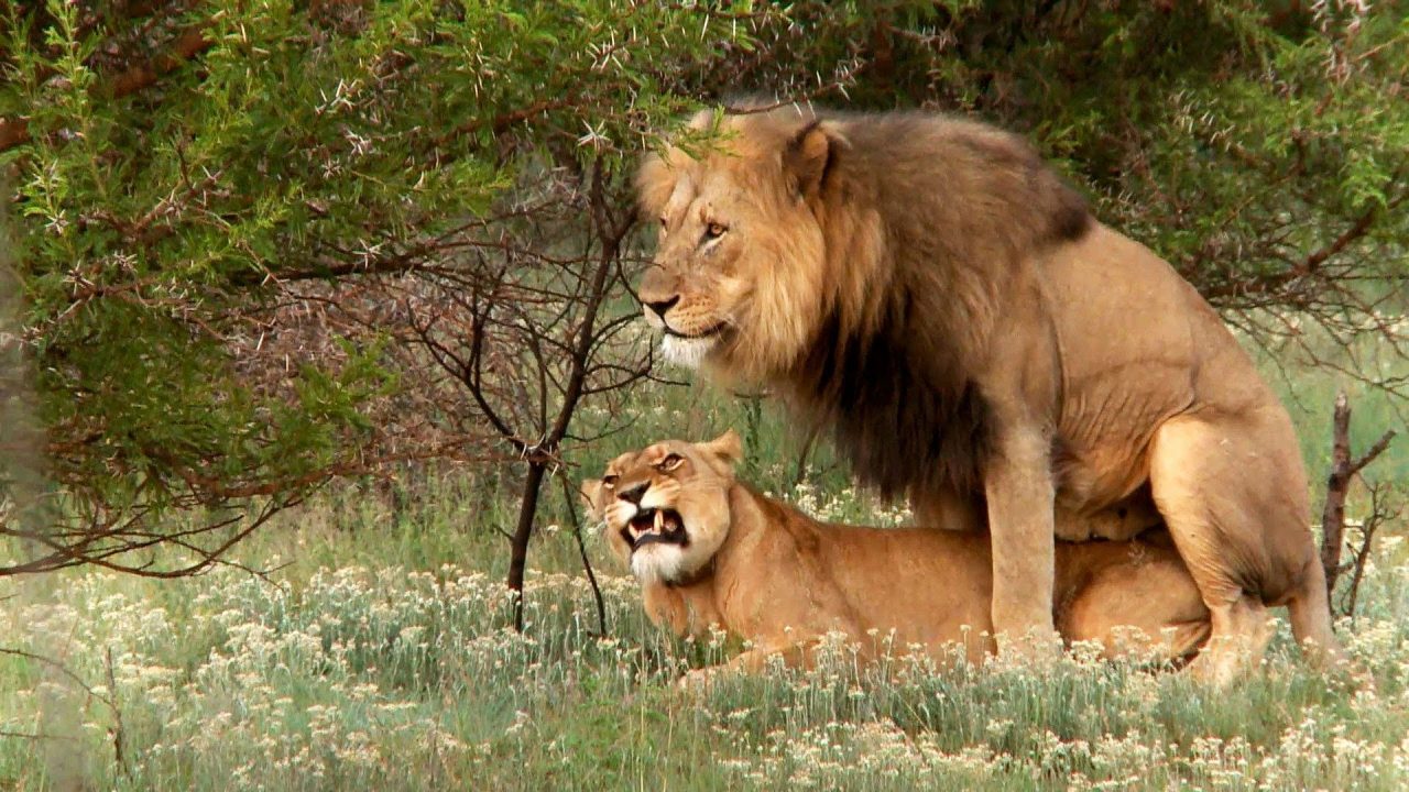 Rare Photoshoot Of Lion - 1080p Full HD Wallpaper