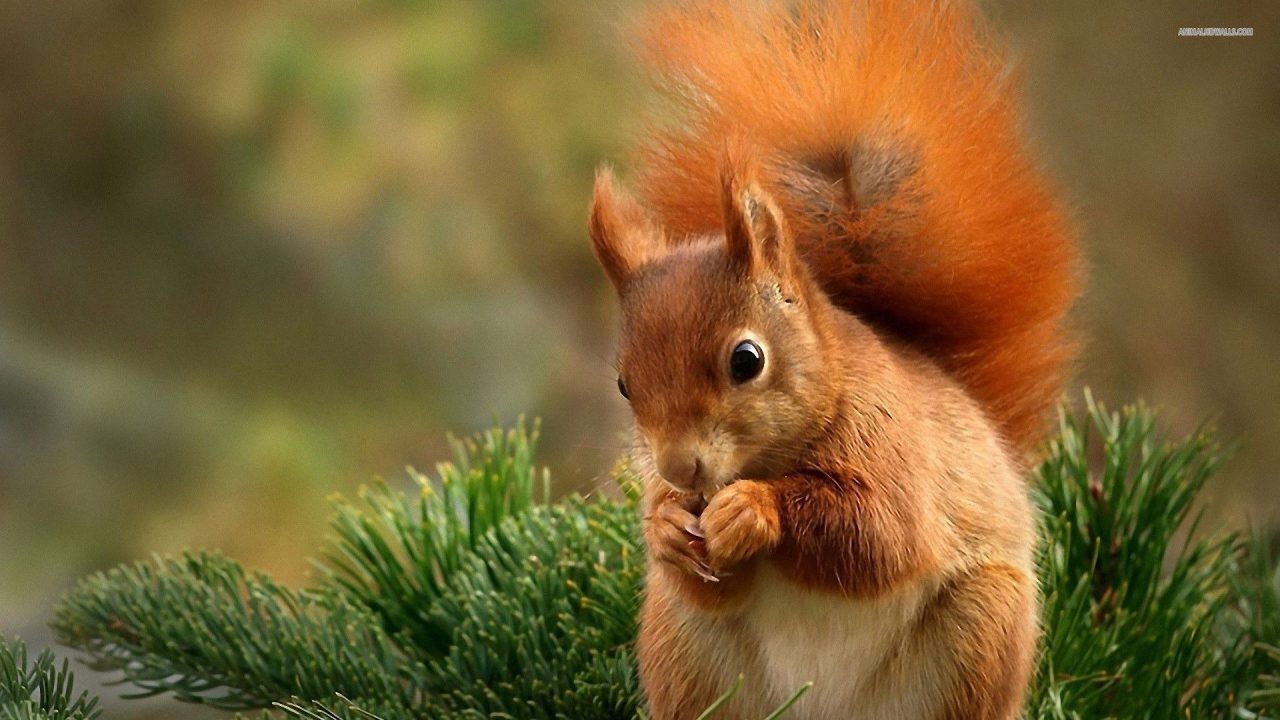 Squirrel HD Wallpaper - 1080p Full HD Wallpaper