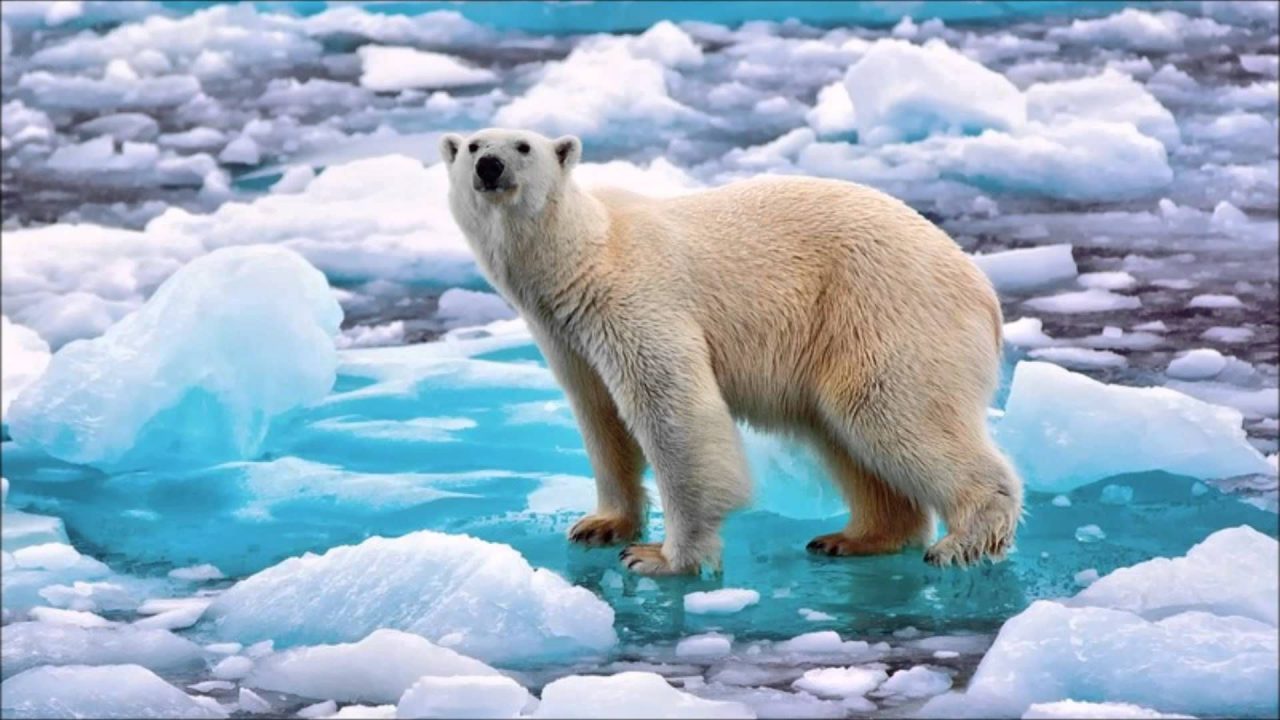 Stunning HD Wallpapers Of Polar Bear - 1080p Full HD Wallpaper