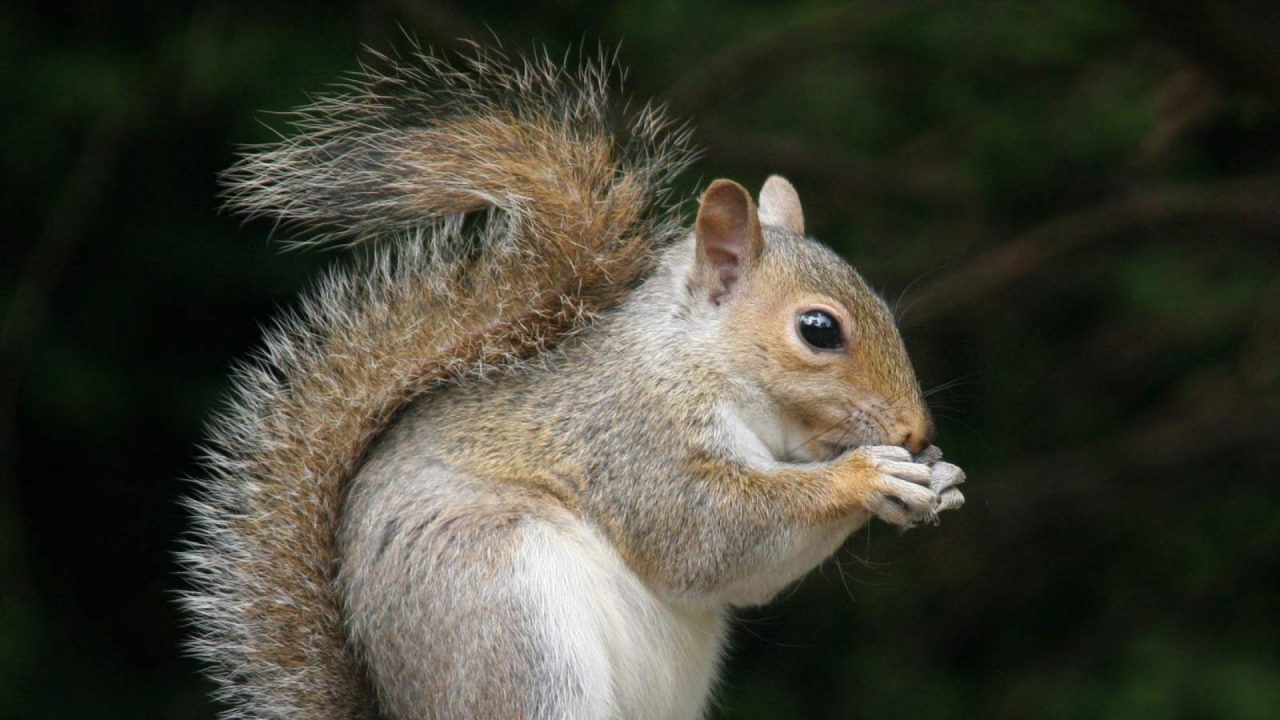 Stunning Squirrel HD Wallpapers - 1080p Full HD Wallpaper