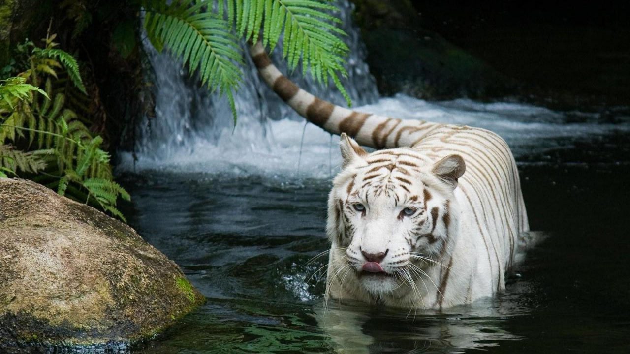 Stunning Pics Of White Tiger - 1080p Full HD Wallpaper