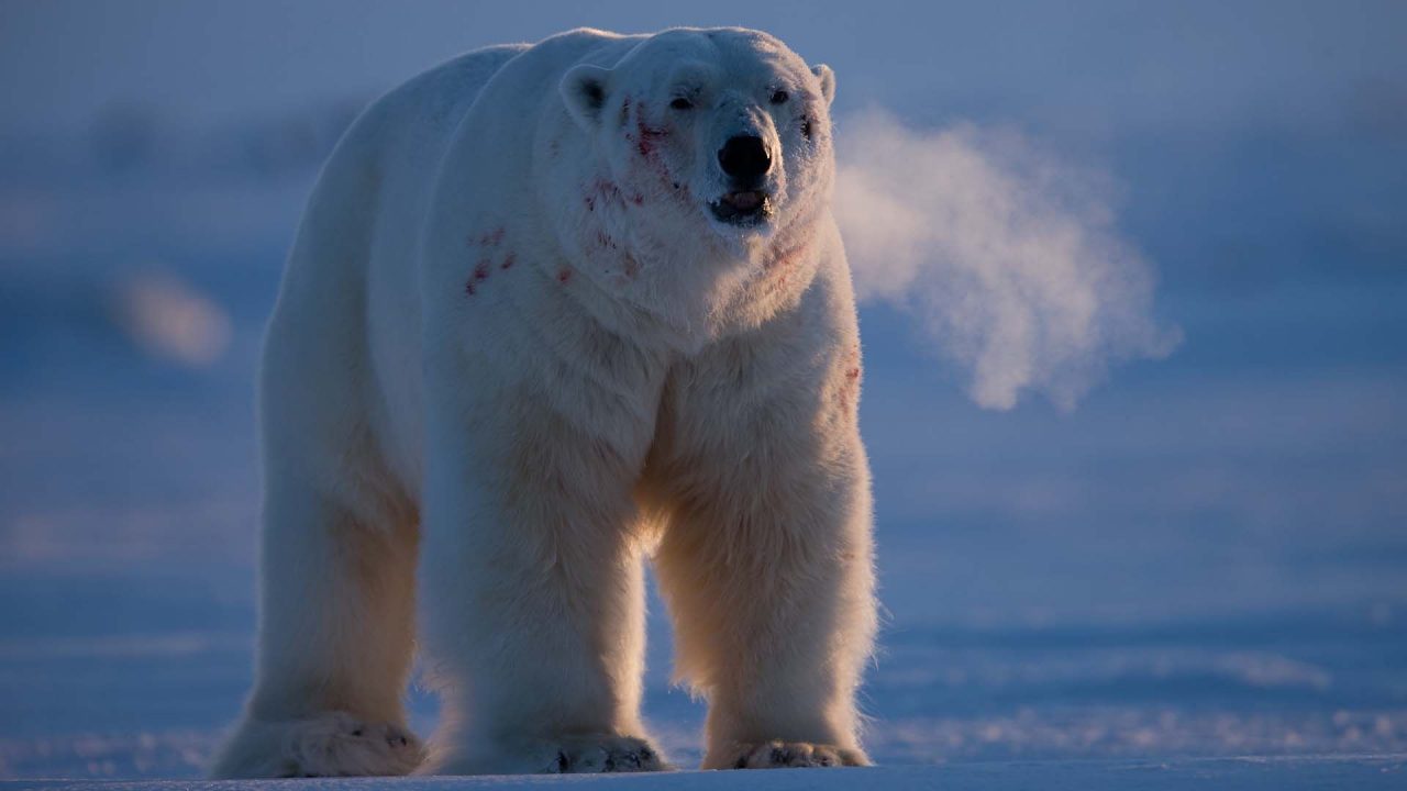 Stunnning Pics Of Polar Bear - 1080p Full HD Wallpaper