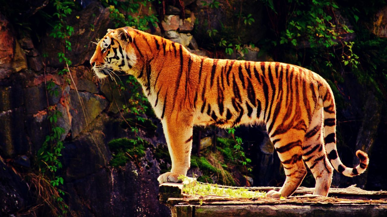 Tiger Side View For Desktop HD Wallpaper - 1080p Full HD Wallpaper