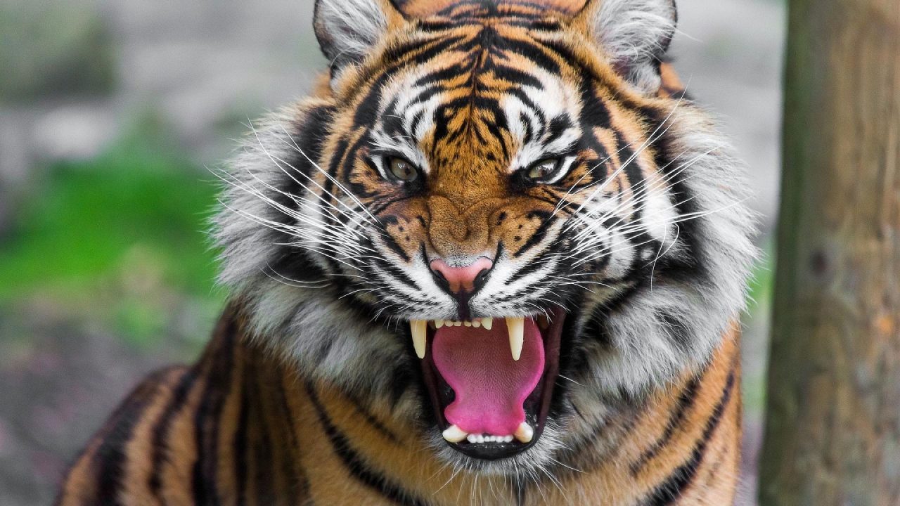 Tigers Face Roaring HD Wallpaper - 1080p Full HD Wallpaper