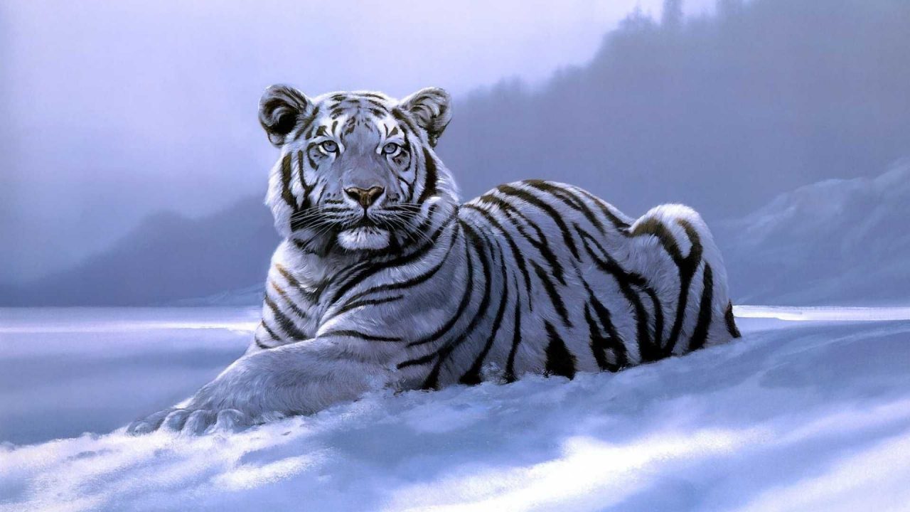 White Tiger HD Wallpapers - 1080p Full HD Wallpaper
