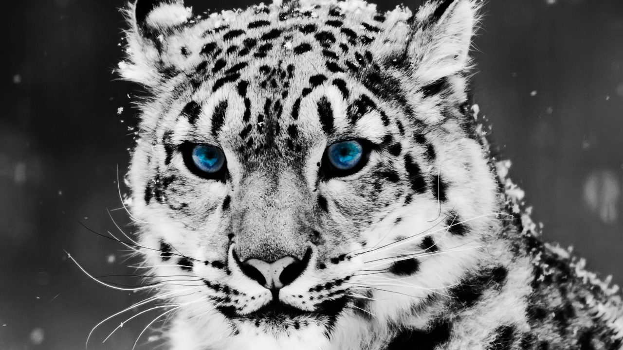 White Tiger Close Up Face Pictures - 1080p Full HD Wallpaper