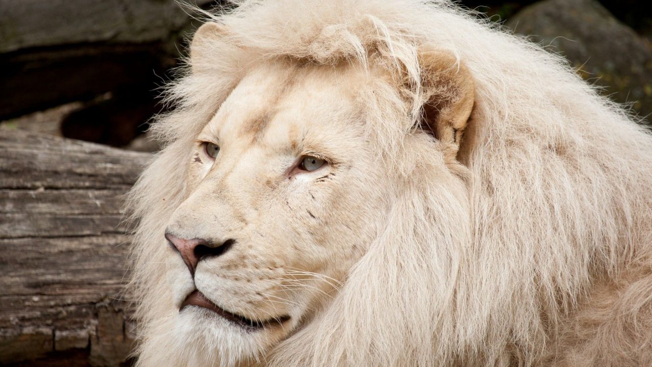 White Lion Close Up Face HD Wallpapers - 1080p Full HD Wallpaper