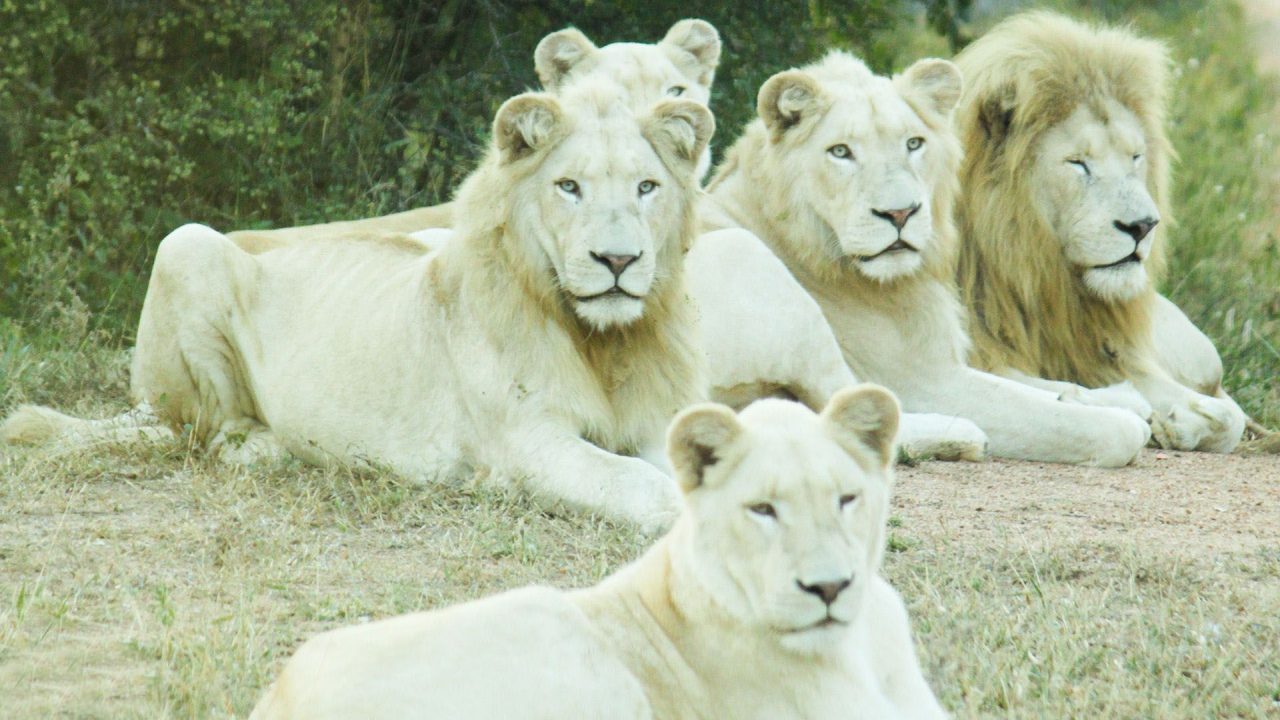 White Lions Family HD Wallpapers - 1080p Full HD Wallpaper