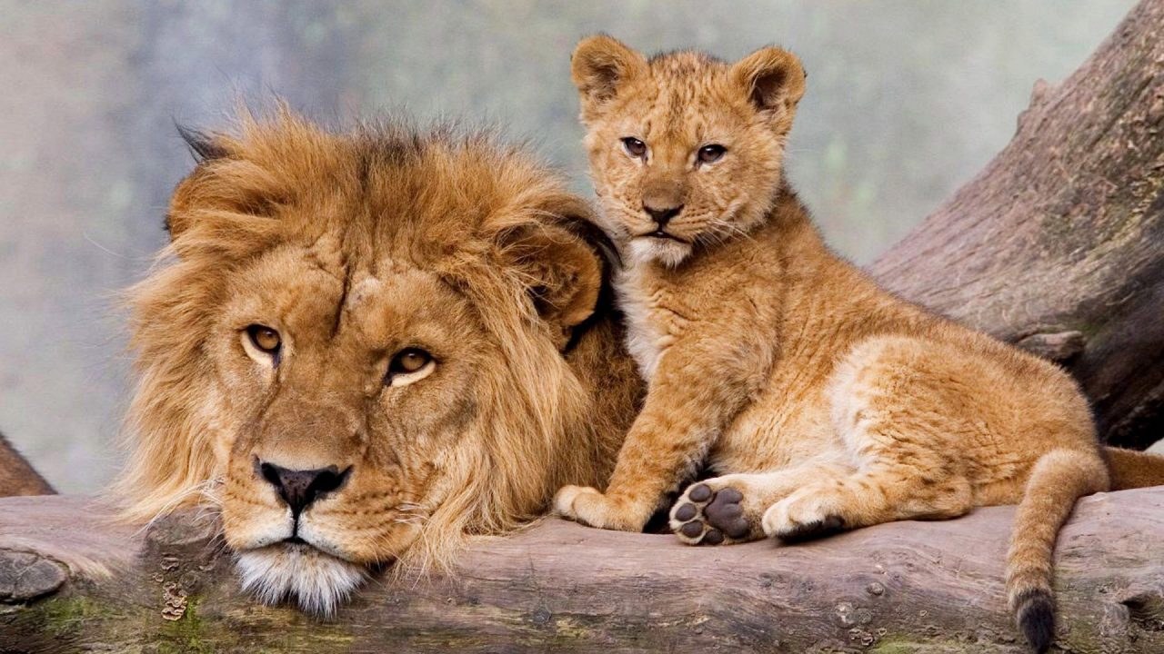 Young Lion Father And Son HD Wallpaper - 1080p Full HD Wallpaper